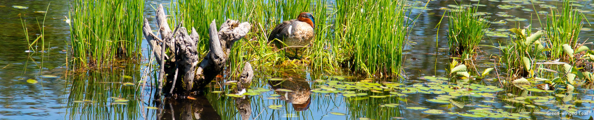 green-winged-teal